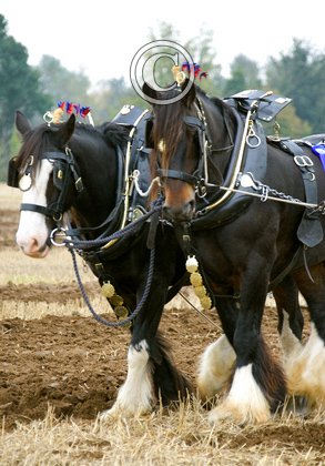 Heavy Horses DM1209